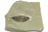 Fossil Leaf (Cedrelospermum & Leguminosites) Plate - Utah #323321-1